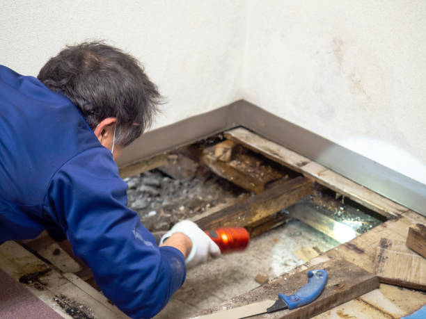 Best Mold Testing  in Bridgeville, PA