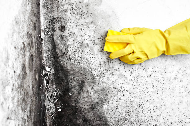 Best Crawl Space Mold Removal  in Bridgeville, PA