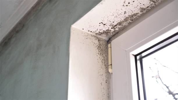 Best Mold Damage Repair  in Bridgeville, PA