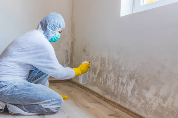 Best Toxic Mold Removal  in Bridgeville, PA