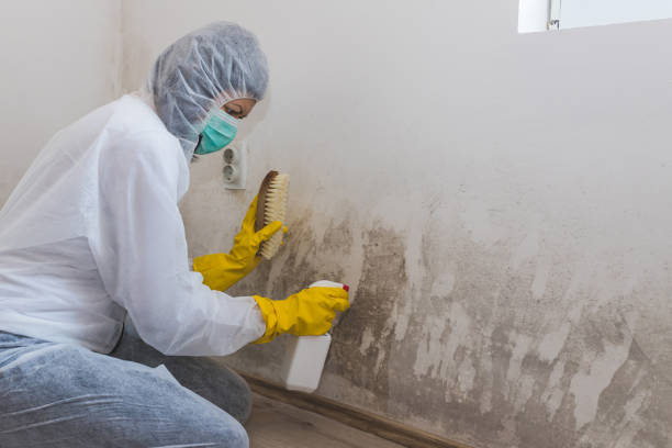 Trusted Bridgeville, PA Mold Removal Experts