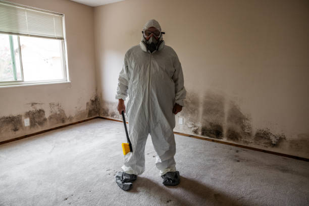 Best Same-Day Mold Removal  in Bridgeville, PA