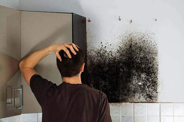 Best Mold Remediation Services  in Bridgeville, PA