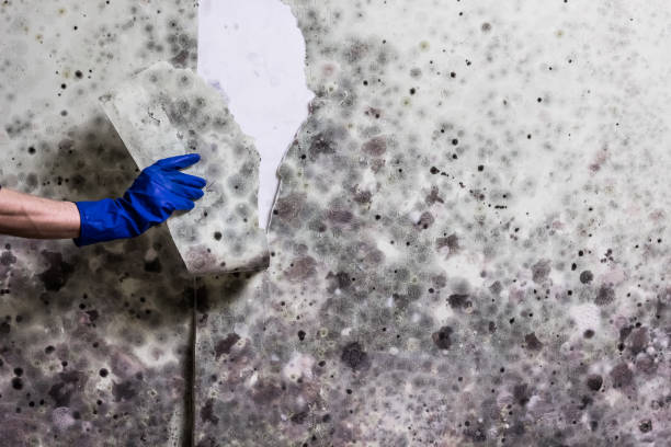 Best Same-Day Mold Removal  in Bridgeville, PA
